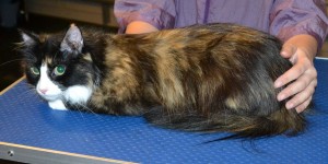 Slinky Malinky is a Long Hair Domestic. She had her fur shaved down, nails clipped, ears cleaned and a full set of Purple Softpaw nail caps. — at Kylies Cat Grooming Services.