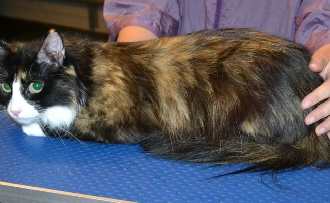 Slinky Malinky is a Long Hair Domestic. She had her fur shaved down, nails clipped, ears cleaned and a full set of Purple Softpaw nail caps. — at Kylies Cat Grooming Services.