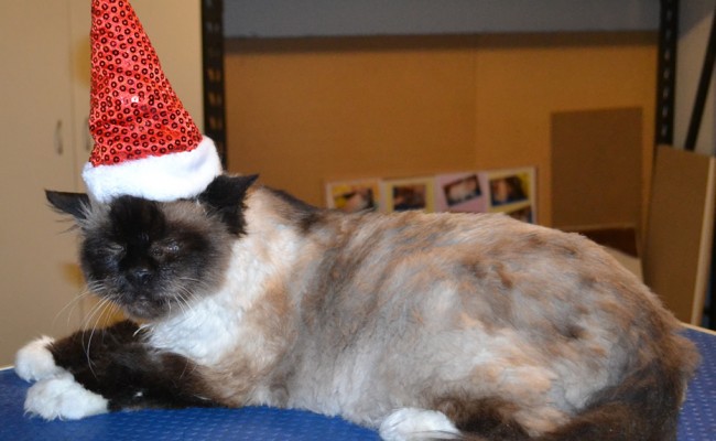 Snowy is a 18 yr old Burman. He had a comb clip, nails clipped and ears cleaned. — at Kylies Cat Grooming Services.