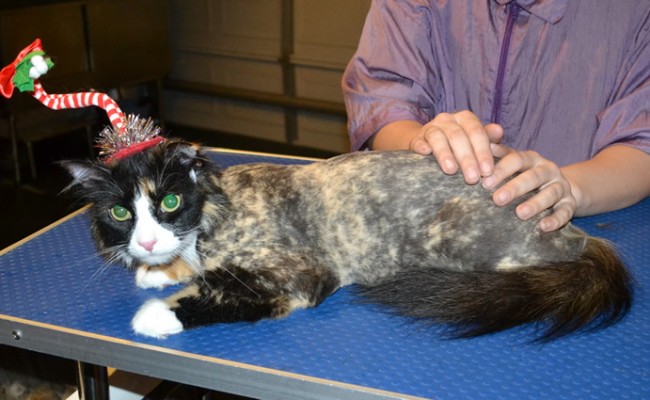 Slinky Malinky is a Long Hair Domestic. She had her fur shaved down, nails clipped, ears cleaned and a full set of Purple Softpaw nail caps. — at Kylies Cat Grooming Services.
