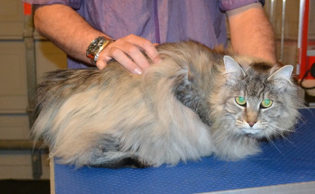 Boof is a Long Hair Moggy. He had his fur shaved down, nails clipped and ears cleaned. — at Kylies Cat Grooming Services.