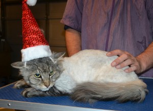 Boof is a Long Hair Moggy. He had his fur shaved down, nails clipped and ears cleaned. — at Kylies Cat Grooming Services.