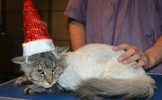 Boof is a Long Hair Moggy. He had his fur shaved down, nails clipped and ears cleaned. — at Kylies Cat Grooming Services.