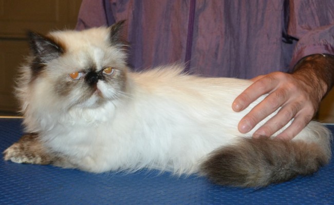 DimSim is a Persian. She had her fur shaved down, nails clipped and ears cleaned. — at Kylies Cat Grooming Services.