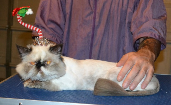 DimSim is a Persian. She had her fur shaved down, nails clipped and ears cleaned. — at Kylies Cat Grooming Services.