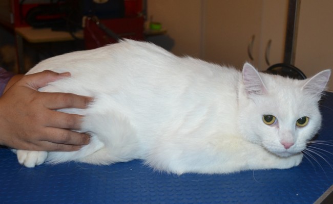 Bastet is a Short hair Domestic. She had her fur shaved down, nails clipped, ears cleaned and a wash n blow dry. — at Kylies Cat Grooming Services.