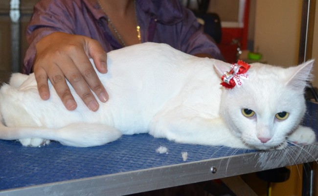 Bastet is a Short hair Domestic. She had her fur shaved down, nails clipped, ears cleaned and a wash n blow dry. — at Kylies Cat Grooming Services.