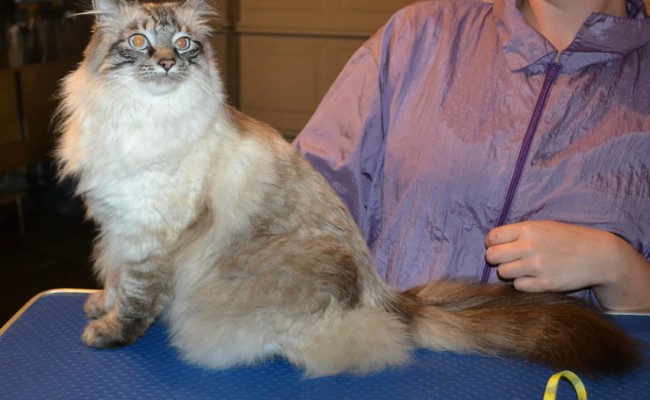 Arctic is a Ragdoll x. She had her fur shaved down, nails clipped and ears cleaned. — at Kylies Cat Grooming Services.