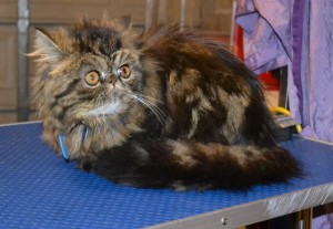 Tupelo is a Persian. . He had his matted fur shaved down, nails clipped, ears cleaned, Full Blue Softpaws and a wash n blow dry. — at Kylies Cat Grooming Services.