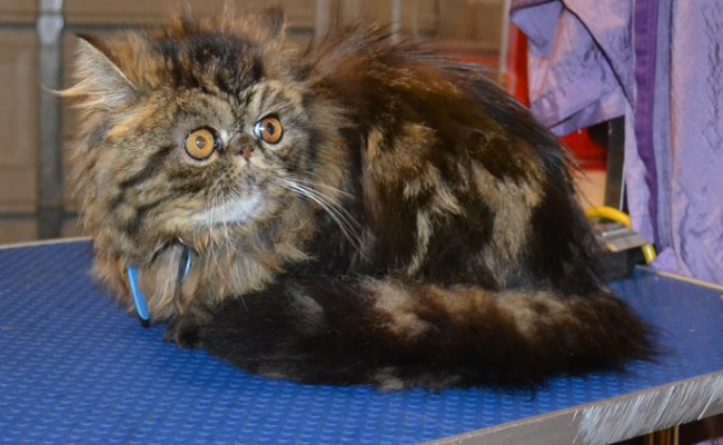 Tupelo is a Persian. . He had his matted fur shaved down, nails clipped, ears cleaned, Full Blue Softpaws and a wash n blow dry. — at Kylies Cat Grooming Services.