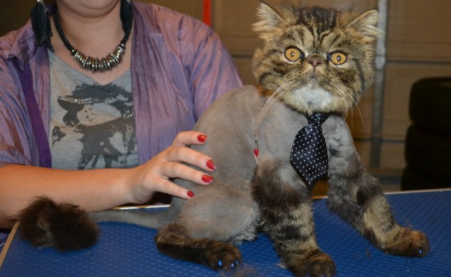 Tupelo is a Persian. . He had his matted fur shaved down, nails clipped, ears cleaned, Full Blue Softpaws and a wash n blow dry. — at Kylies Cat Grooming Services.