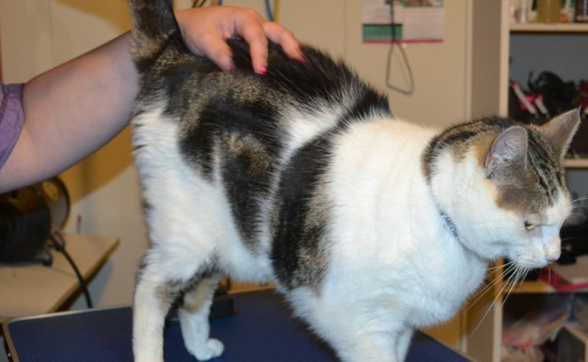 Pepsi is a Short hair Domestic. . He had his fur shaved down, nails clipped and ears cleaned. — at Kylies Cat Grooming Services.