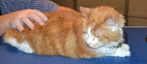 Bob is a Medium hair Domestic. He had his nails clipped, fur shaved down, ears cleaned and a wash n blow dry. — at Kylies Cat Grooming Services.