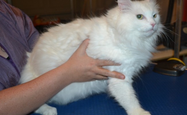 Little Cat is a Medium Hair Domestic. She had her Fur shaved down, nails clipped and ears cleaned. — at Kylies Cat Grooming Services.