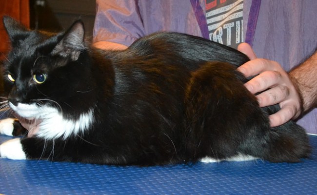 Axel is a Medium hair Domestic. He had his fur shaved down, nails clipped and ears cleaned. — at Kylies Cat Grooming Services.