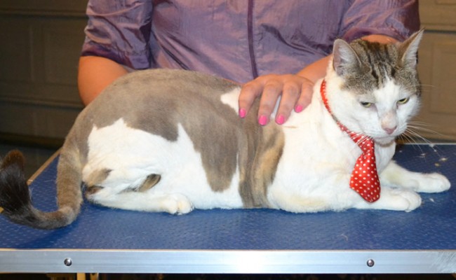 Pepsi is a Short hair Domestic. . He had his fur shaved down, nails clipped and ears cleaned. — at Kylies Cat Grooming Services.