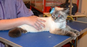 Arctic is a Ragdoll x. She had her fur shaved down, nails clipped and ears cleaned. — at Kylies Cat Grooming Services.