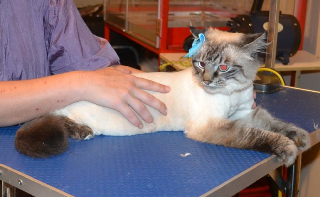 Arctic is a Ragdoll x. She had her fur shaved down, nails clipped and ears cleaned. — at Kylies Cat Grooming Services.