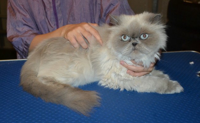 Bluey is a Himalayan. . He had his fur shaved down, nails clipped, ears cleaned and Blue Softpaw Nail Caps. — at Kylies Cat Grooming Services.