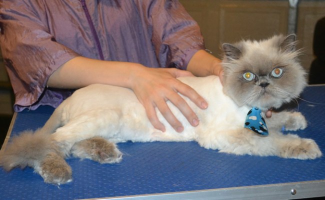 Bluey is a Himalayan. . He had his fur shaved down, nails clipped, ears cleaned and Blue Softpaw Nail Caps. — at Kylies Cat Grooming Services.