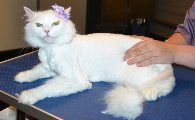 Little Cat is a Medium Hair Domestic. She had her Fur shaved down, nails clipped and ears cleaned. — at Kylies Cat Grooming Services.