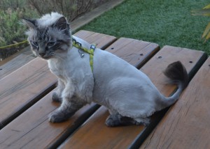 Arctic is a Ragdoll x. She had her fur shaved down, nails clipped and ears cleaned. — at Kylies Cat Grooming Services.