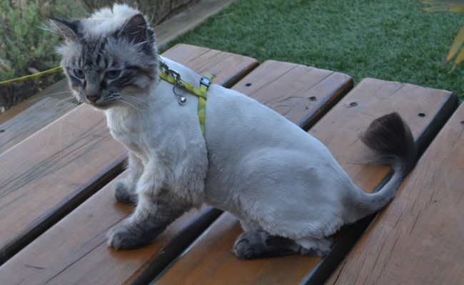 Arctic is a Ragdoll x. She had her fur shaved down, nails clipped and ears cleaned. — at Kylies Cat Grooming Services.