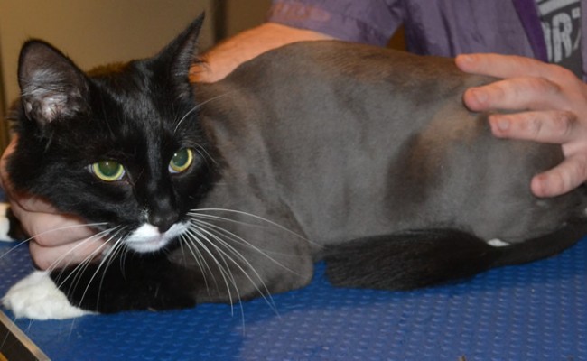Axel is a Medium hair Domestic. He had his fur shaved down, nails clipped and ears cleaned. — at Kylies Cat Grooming Services.