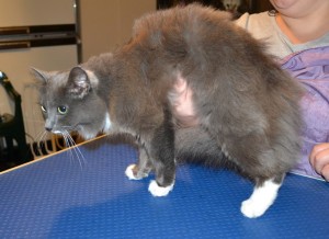 Sundae is a Medium Hair Domestic. She had her fur shaved down, nails clipped and ears cleaned. — at Kylies Cat Grooming Services.