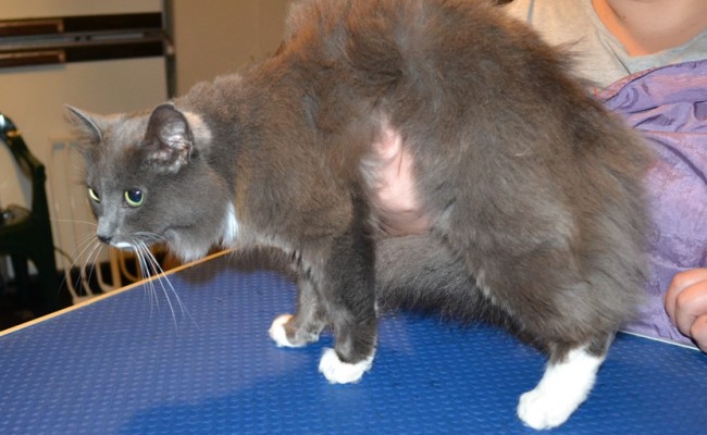 Sundae is a Medium Hair Domestic. She had her fur shaved down, nails clipped and ears cleaned. — at Kylies Cat Grooming Services.