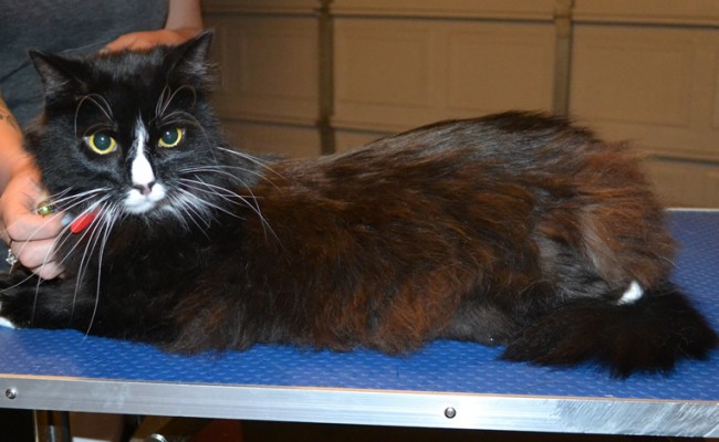 Muscles is a Long Hair Domestic. He had his fur shaved down, nails clipped, ears cleaned and Blue Softpaw nail caps put on. — at Kylies Cat Grooming Services.