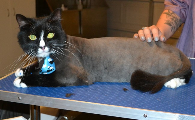 Muscles is a Long Hair Domestic. He had his fur shaved down, nails clipped, ears cleaned and Blue Softpaw nail caps put on. — at Kylies Cat Grooming Services.