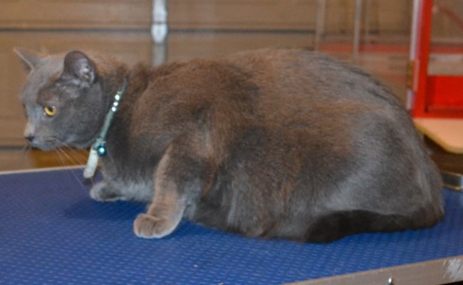 Spiro is a Russian Blue. He had his fur shaved down, nails clipped, ears leaned and wash n blow dry and Yellow and Gold Softpaw nail caps. — at Kylies Cat Grooming Services.