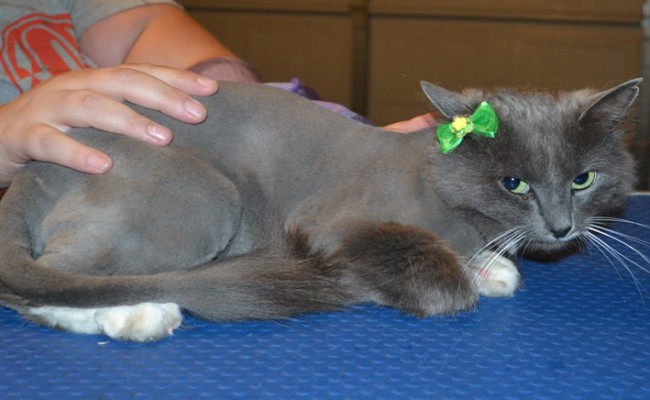 Sundae is a Medium Hair Domestic. She had her fur shaved down, nails clipped and ears cleaned. — at Kylies Cat Grooming Services.