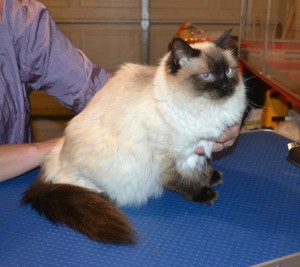 Pussa is a Ragdoll. She had her matted fur shaved down, nails clipped and ears cleaned. — at Kylies Cat Grooming Services.