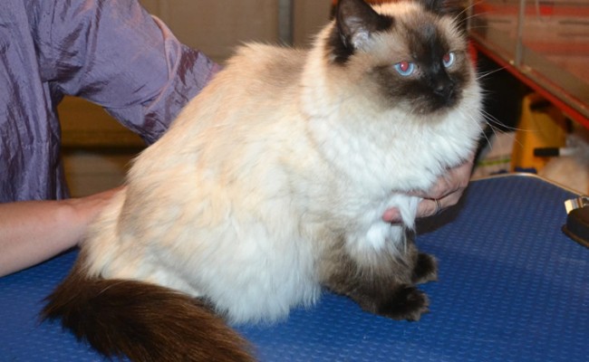 Pussa is a Ragdoll. She had her matted fur shaved down, nails clipped and ears cleaned. — at Kylies Cat Grooming Services.