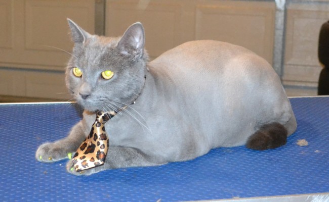 Spiro is a Russian Blue. He had his fur shaved down, nails clipped, ears leaned and wash n blow dry and Yellow and Gold Softpaw nail caps. — at Kylies Cat Grooming Services.