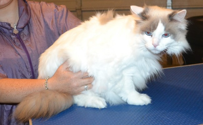Jasper is a Ragdoll. He had his fur shaved down, nails clipped and ears cleaned. — at Kylies Cat Grooming Services.