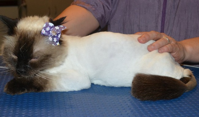 Pussa is a Ragdoll. She had her matted fur shaved down, nails clipped and ears cleaned. — at Kylies Cat Grooming Services.