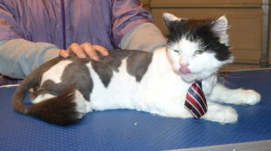 Jazz is a Long Hair Domestic. He had his matted fur shaved down, nails clipped and ears cleaned. — at Kylies Cat Grooming Services.