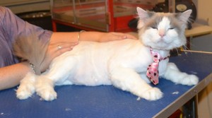 Jasper is a Ragdoll. He had his fur shaved down, nails clipped and ears cleaned. — at Kylies Cat Grooming Services.