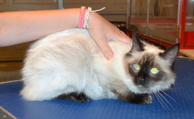 Jaze is a Ragdoll. She had her fur shaved down, nails clipped and ears cleaned. — at Kylies Cat Grooming Services.