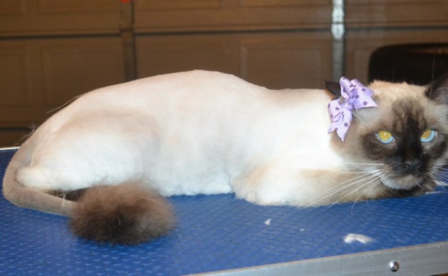 Jaze is a Ragdoll. She had her fur shaved down, nails clipped and ears cleaned. — at Kylies Cat Grooming Services.