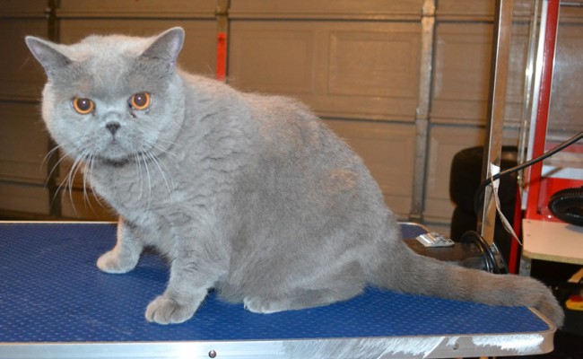 Desmo is a British Short hair. He had his fur shaved down ,nails clipped, ears cleaned and a wash n blow dry. — at Kylies Cat Grooming Services.