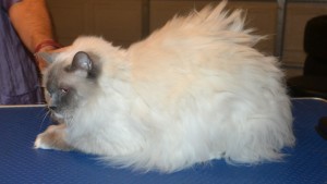 Cuddles is Ragdoll. She had her matted fur shaved down, nails clipped and ears cleaned. — at Kylies Cat Grooming Services.