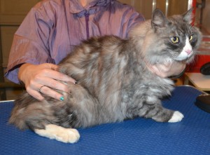 Mimi is a medium to long hair Domestic. He had his fur shaved down, nails clipped and ears cleaned. — at Kylies Cat Grooming Services.