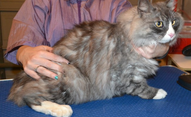 Mimi is a medium to long hair Domestic. He had his fur shaved down, nails clipped and ears cleaned. — at Kylies Cat Grooming Services.