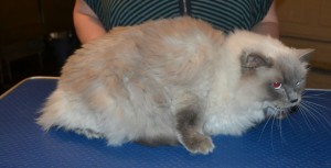Lola is a Ragdoll. She had her fur shaved down, nails clipped, ears cleaned and a wash n blow dry. — at Kylies Cat Grooming Services.