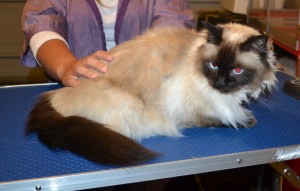 Bella is a Ragdoll. She had her matted fur shaved down, nails clipped, ears cleaned and Front Yellow softpaws put on. — at Kylies Cat Grooming Services.