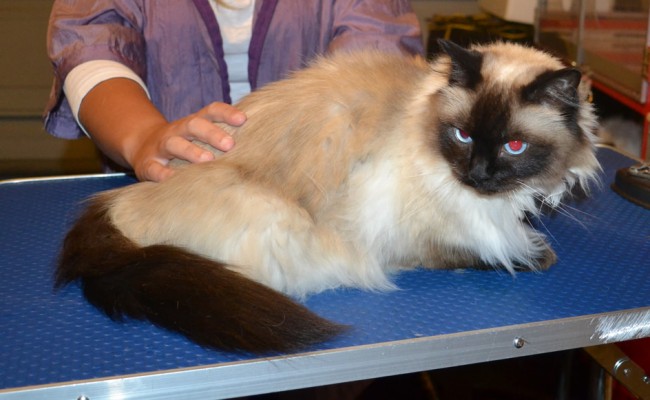 Bella is a Ragdoll. She had her matted fur shaved down, nails clipped, ears cleaned and Front Yellow softpaws put on. — at Kylies Cat Grooming Services.